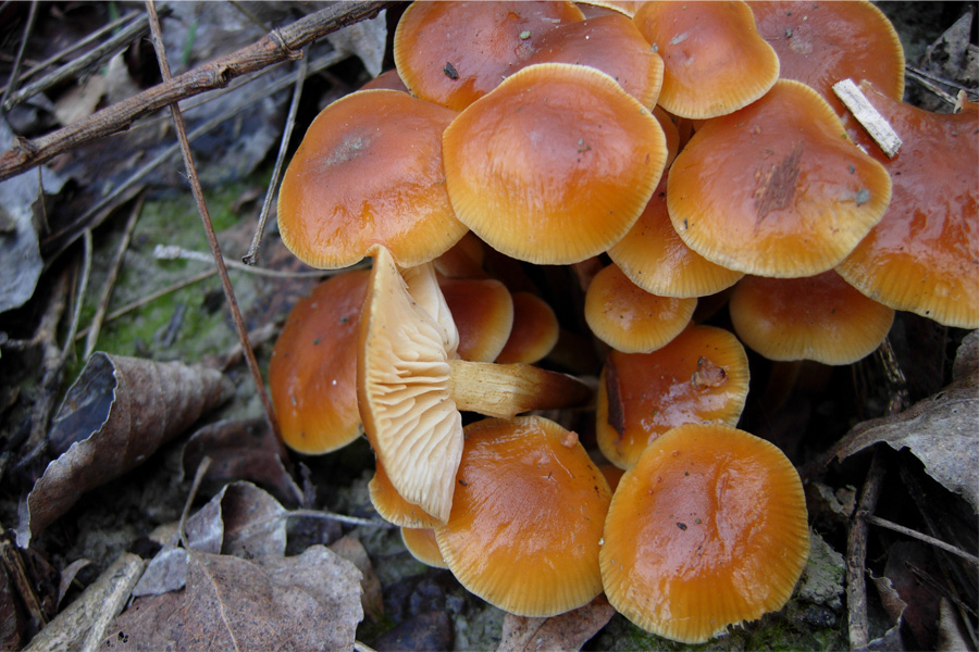 Funghi del bosco golenale